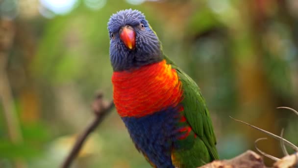Motley colorido papagaio lorikeet arco-íris olhando e chorando enquanto sentado em um ramo de uma árvore em uma floresta da ilha de Tenerife, Canárias, Espanha. 4K — Vídeo de Stock
