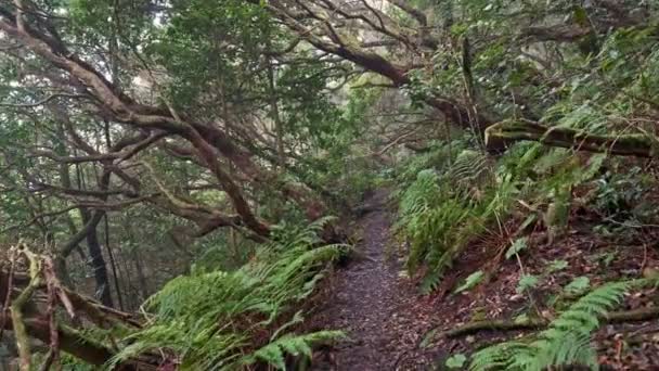 Anaga Kırsal Parkı, Tenerife, İspanya. Kamera tropikal ağaçlar ve çalılar arasında ilerliyor. 4K — Stok video