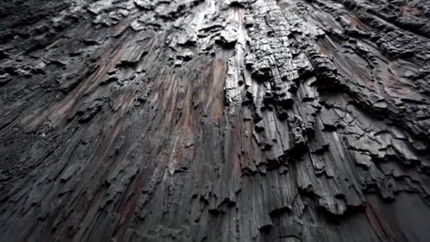 Textura de madeira de sequóia queimada close-up. Parque Nacional Sequoia, EUA. Tiro em câmara lenta — Vídeo de Stock