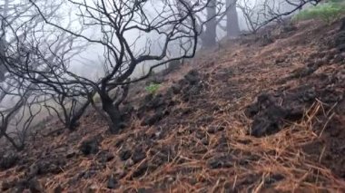 Yangının sonuçları. Sisli sabah havasında kahverengi çimenlerin arasında yanmış ağaçlar. Sabit çekim, UHD