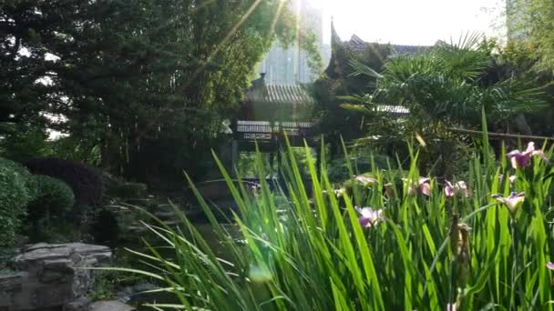Klasický čínský park v Číně. Kameny, rybník, keře. Jasně zelené a fialové květy ve slunečních paprscích. Steadicam shot, UHD — Stock video
