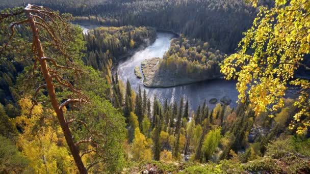 Oulanka Ulusal Parkı, Finlandiya. Sonbahar sabahı gündoğumunda sararmış ve yemyeşil ağaçların güzel bir resmi. 4K — Stok video