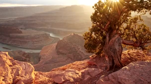 Dead Horse Point Állami Park, USA. Egy szikla szélén sétál. A napsugarak átjutnak az örökzöld fa ágain. Kilátás a vörös sziklákra és a Patkó kanyarra. 4K — Stock videók