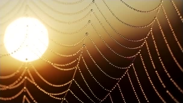 Spinnennetz mit Wassertropfen, die bei Sonnenaufgang im Wind wehen. Aufgehende Sonne im Hintergrund. Zeitlupenschuss — Stockvideo