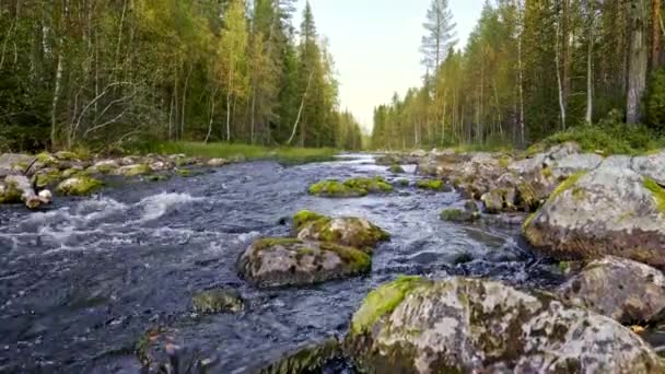 Oulanka-Nationalpark, Finnland. Kleiner Fluss, Bach, der im Wald zwischen nordischen Bäumen fließt. Steadicam-Aufnahme, UHD — Stockvideo