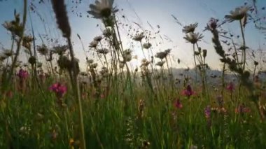 Gün batımında çiçek tarlası. Kamera çiçekli çayırlarda papatyalar ve diğer dağ çiçekleriyle hareket ediyor. Sabit çekim