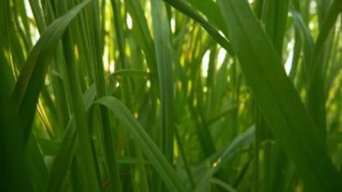 Gün doğumunda taze yeşil çimlerde hareket eden kamera. Çimen kayma vuruşu, 4K