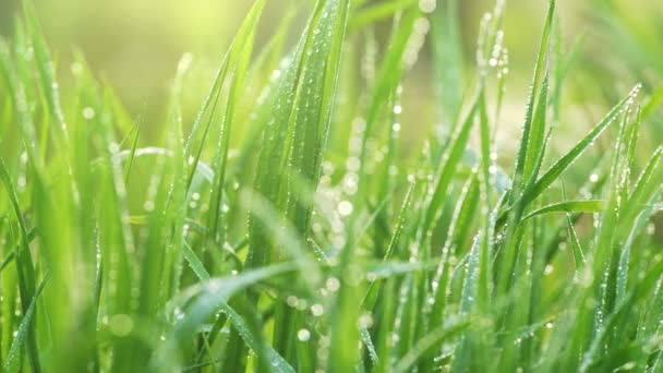 Herbe verte avec des gouttes de rosée. Plan glissant d'herbe fraîche avec des gouttes d'eau au soleil du matin. UHD, 4K 