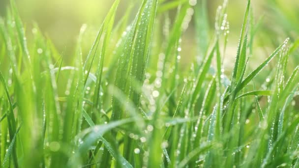 Groen gras met dauwdruppels. Sliding shot van vers gras met water druppels in de ochtendzon. UHD, 4K — Stockvideo