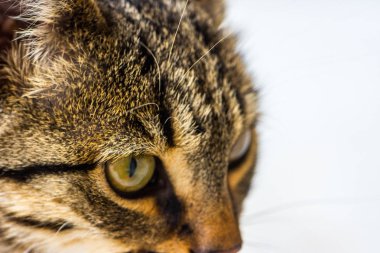 avını üzerinde takip kedi 