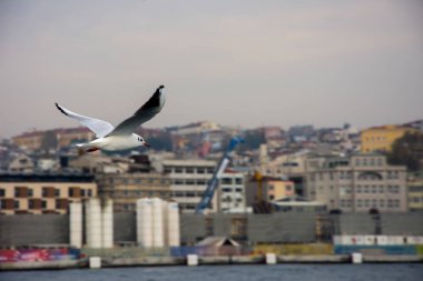 yüksek göğe uçan martı 