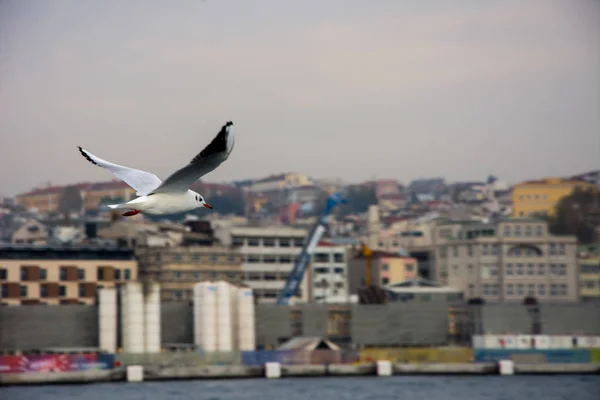 Seagull flying high in to sky — Stock Photo, Image