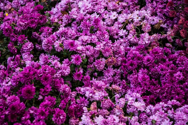 Aster stjärnorna i höst — Stockfoto