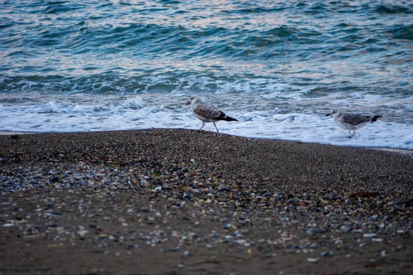 Seagulls  on the beach — Stock Photo, Image