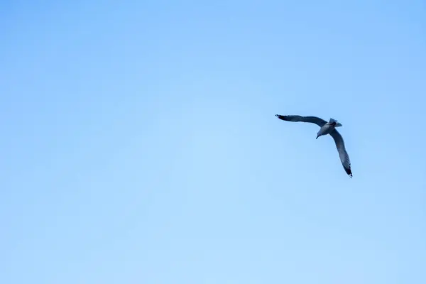 하늘 높이 날고 있는 갈매기 — 스톡 사진