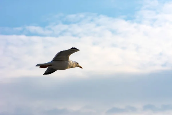 Gabbiano che vola alto nel cielo — Foto Stock