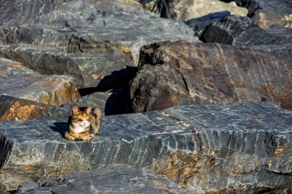 Gato sentado en la roca grande — Foto de Stock