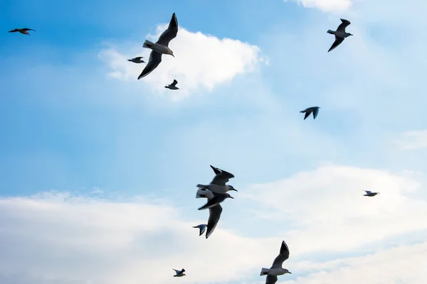 Gabbiani che volano sopra il mare di Marmara — Foto Stock