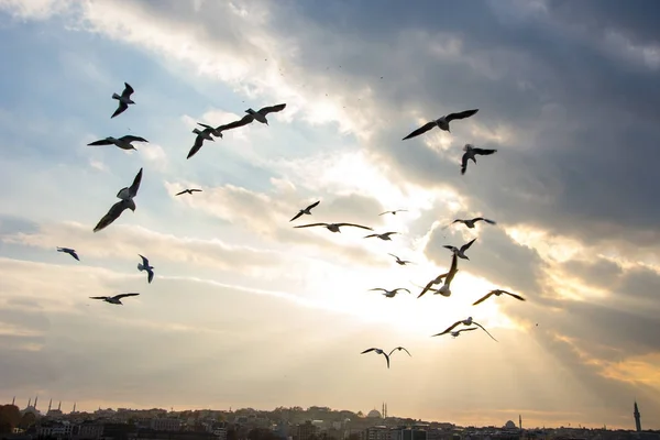 Gabbiani che volano sopra il mare di Marmara — Foto Stock