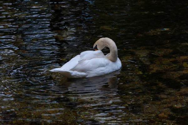 Schwan im Wasser — Stockfoto