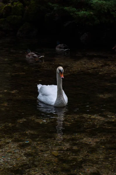 Swan and ducks — Stock Photo, Image