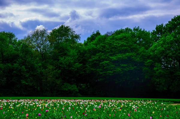 Campo verde nella natura — Foto Stock