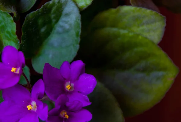 Violeta floresceu no pote — Fotografia de Stock