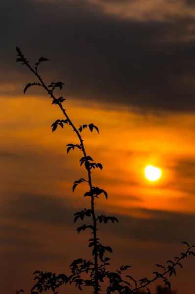 Branche pendant le coucher du soleil — Photo