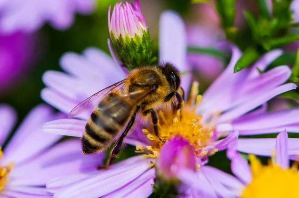 Abeja en el púrpura diasy Imágenes de stock libres de derechos