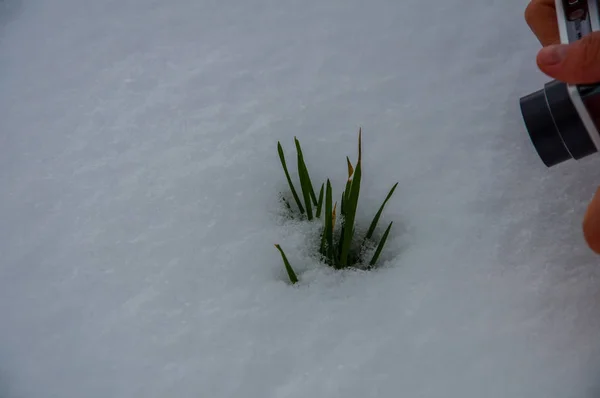 Snowdrop blomma täckt av snö — Stockfoto