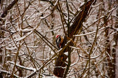 iskete üzerinde şube 
