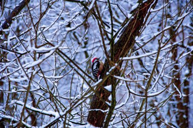 iskete üzerinde şube 