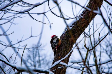 iskete üzerinde şube 
