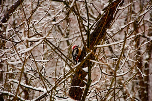 iskete üzerinde şube 