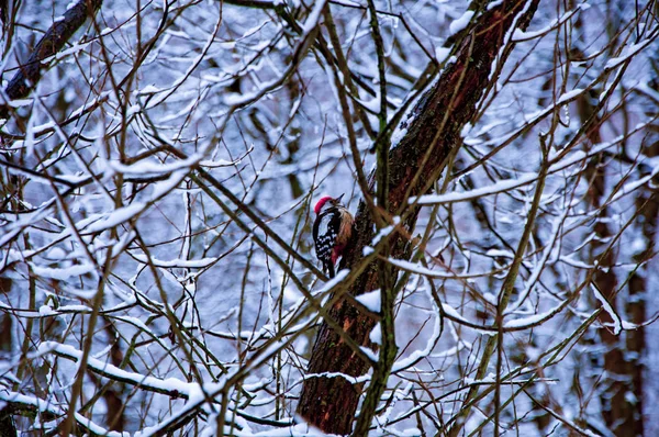 iskete üzerinde şube 