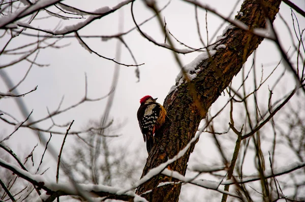 iskete üzerinde şube 