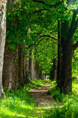 Yolun Vrelo Bosne için