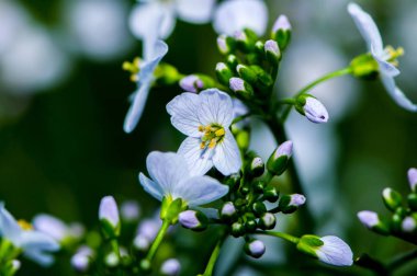 Bahar çiçek çiçeklenme 