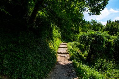 Orman üzerinden dar iz