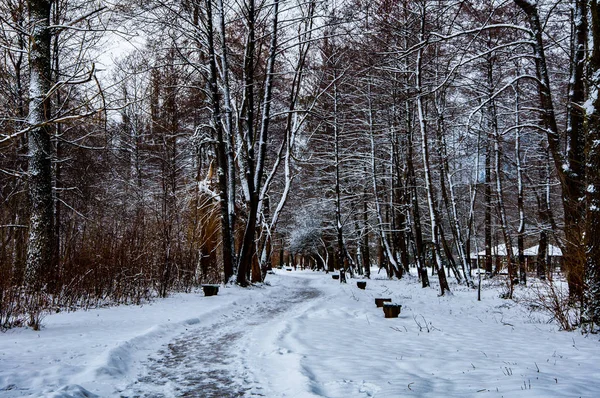 Park w zimie — Zdjęcie stockowe