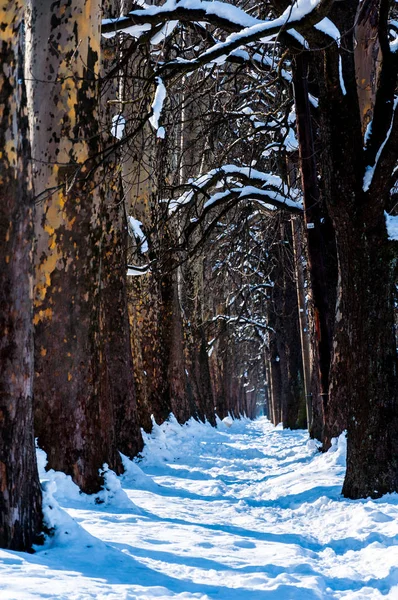 Der weg nach vrelo bosne — Stockfoto