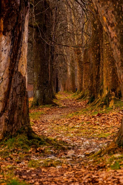 Yolun Vrelo Bosne için
