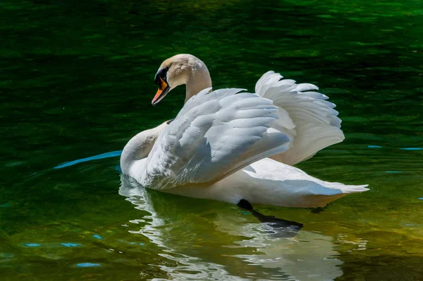 The swan in the watre — Stock Photo, Image