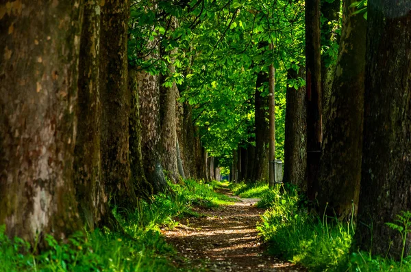 A trilha para Vrelo Bosne — Fotografia de Stock