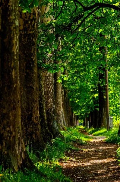 The trail to Vrelo Bosne — Stock Photo, Image