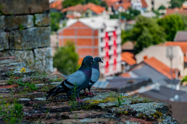 Due piccioni che guardano la città — Foto Stock