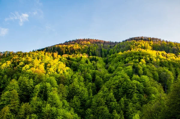 Прекрасний вид на зелений ліс — стокове фото