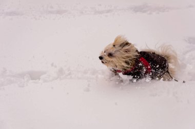 Karda sevimli fino köpeği