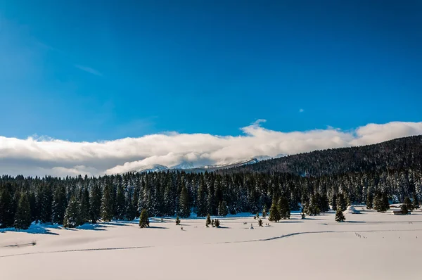 Igman の美しい山 — ストック写真