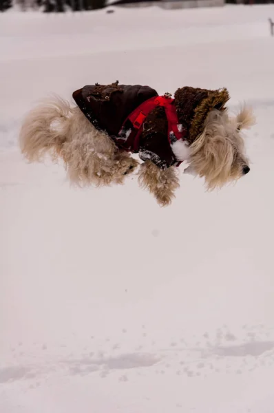 Cute poodle in the snow — Stock Photo, Image